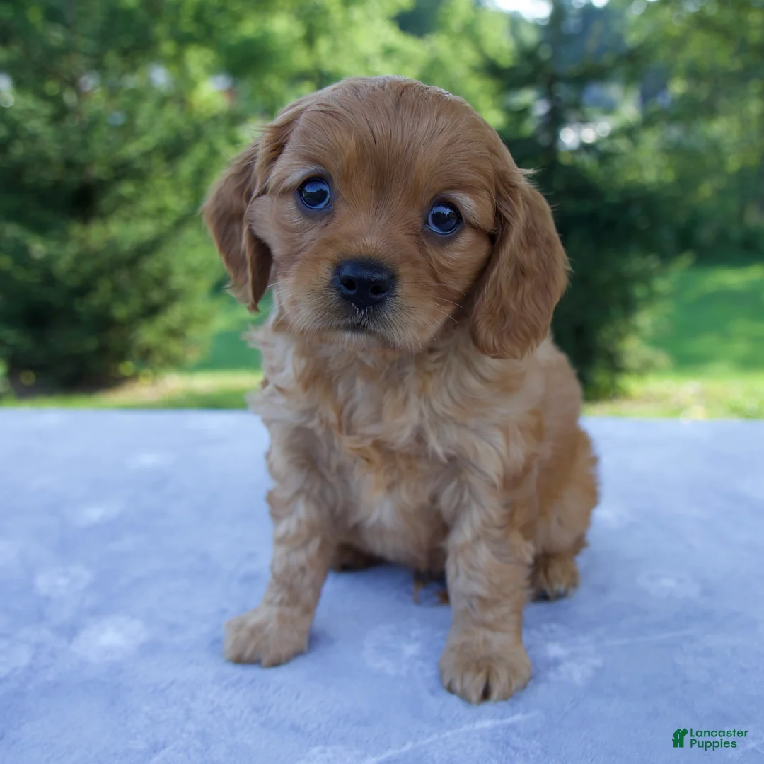 Mixed Breed dogs for sale: Remington - Ad 1