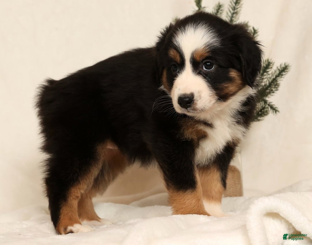 Miniature Australian Shepherd dogs for sale: Tammy - Ad 4