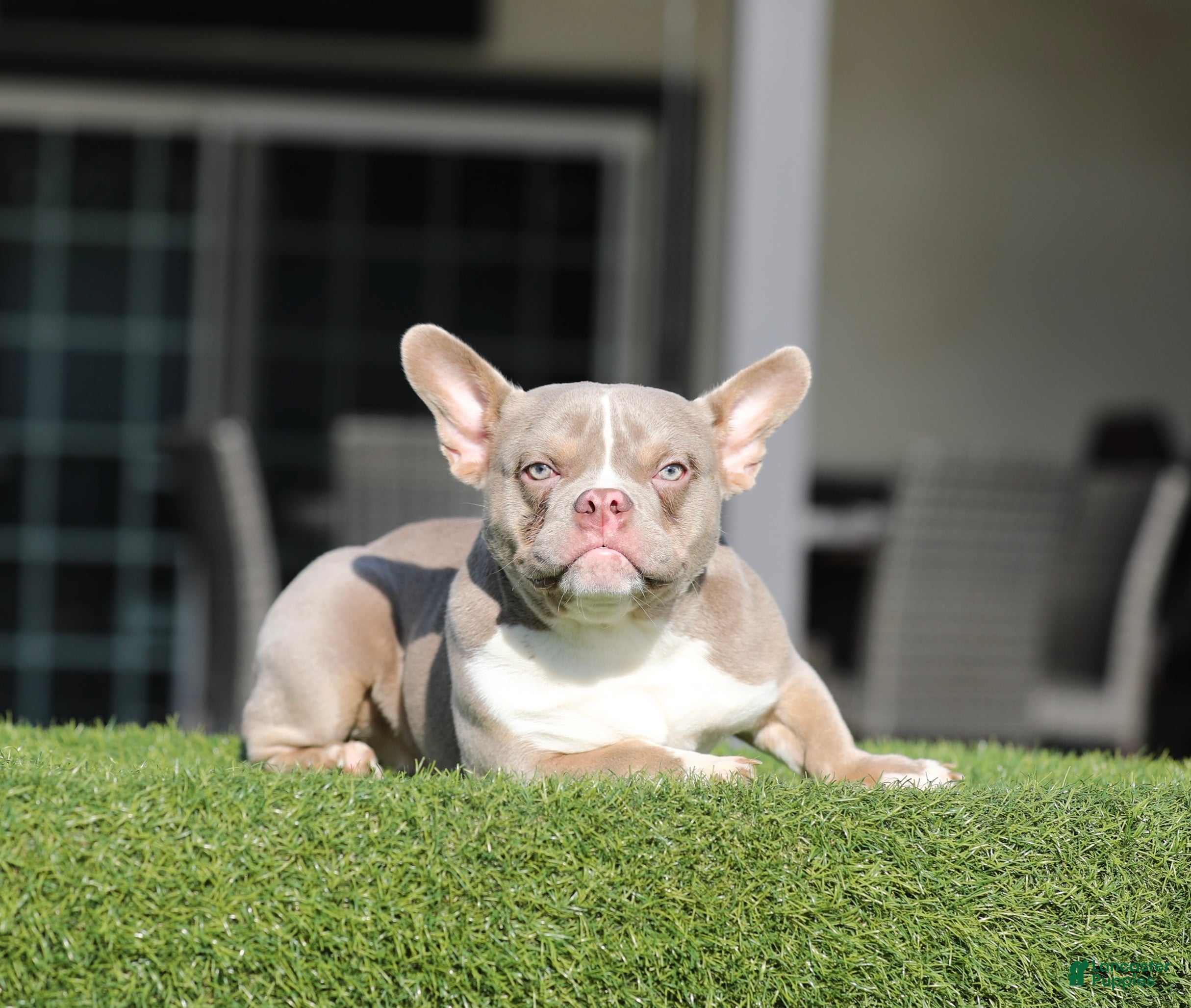 American Bully dogs American Bully Puppy 2 - Ad 9