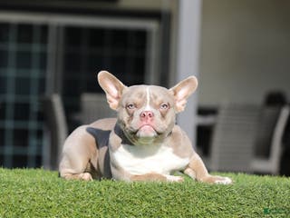 American Bully dogs American Bully Puppy 2 - Ad 9