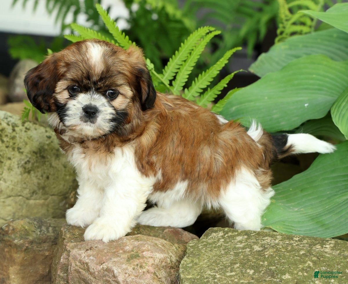 Mixed Breed dogs for sale: Winnie - Ad 6