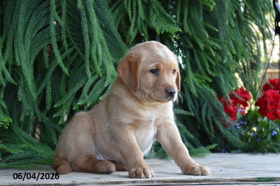 Goldador dogs Delta - Ad 2