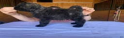 Bouvier Des Flandres dogs for sale: Bouvier Des Flandres Puppy 4 - Ad 2
