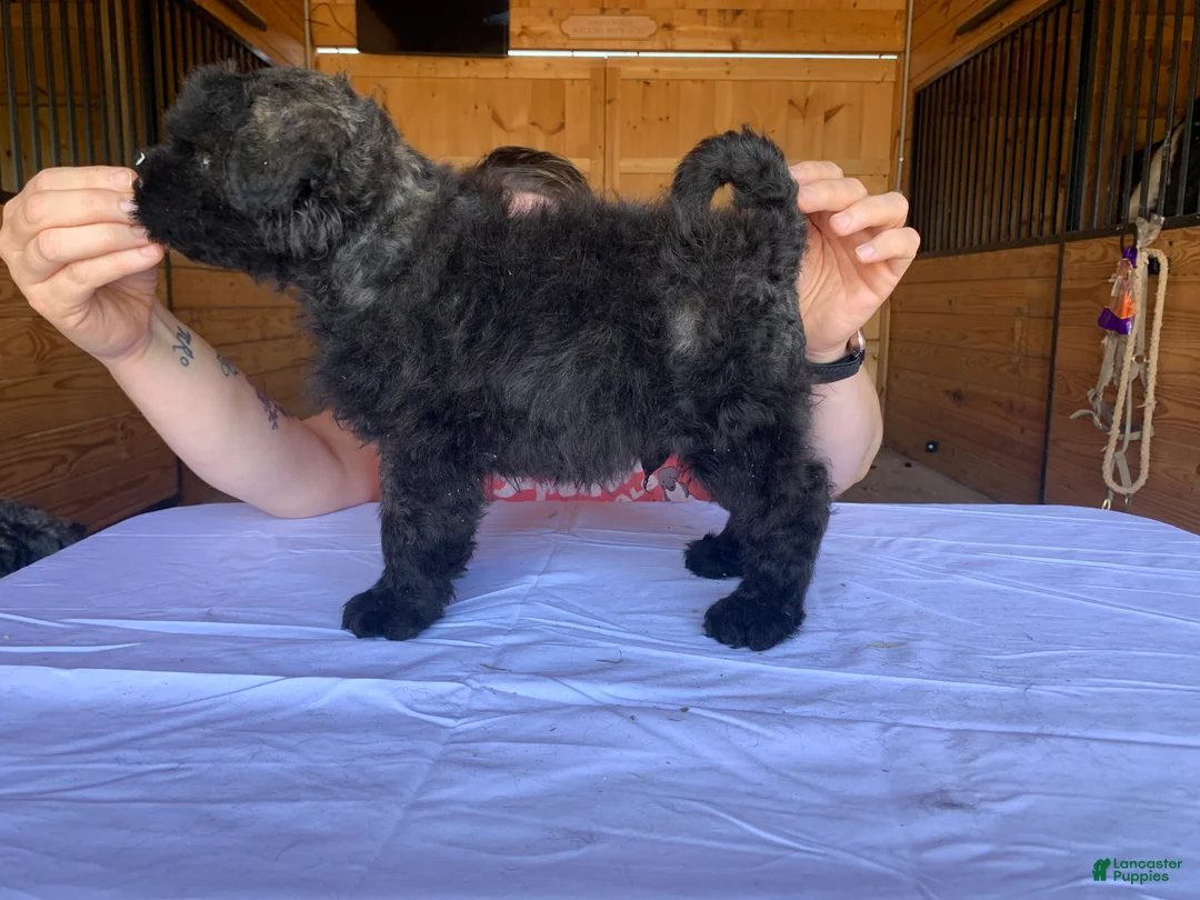 Bouvier Des Flandres dogs for sale: Bouvier Des Flandres Puppy 4 - Ad 2