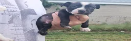 Mixed Breed dogs for sale: Malon - Ad 3