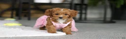 Cavapoo dogs for sale: Princess - Ad 13
