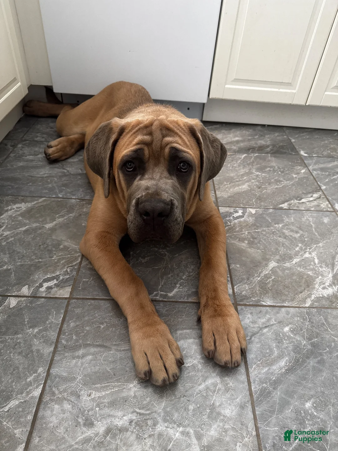 Cane Corso dogs for sale: Enzo masimo  - Ad 2