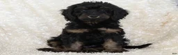 Goldendoodle dogs for sale: Teddy - Ad 7