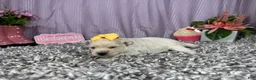Pomapoo dogs for sale: Pomapoo 4 - Ad 5