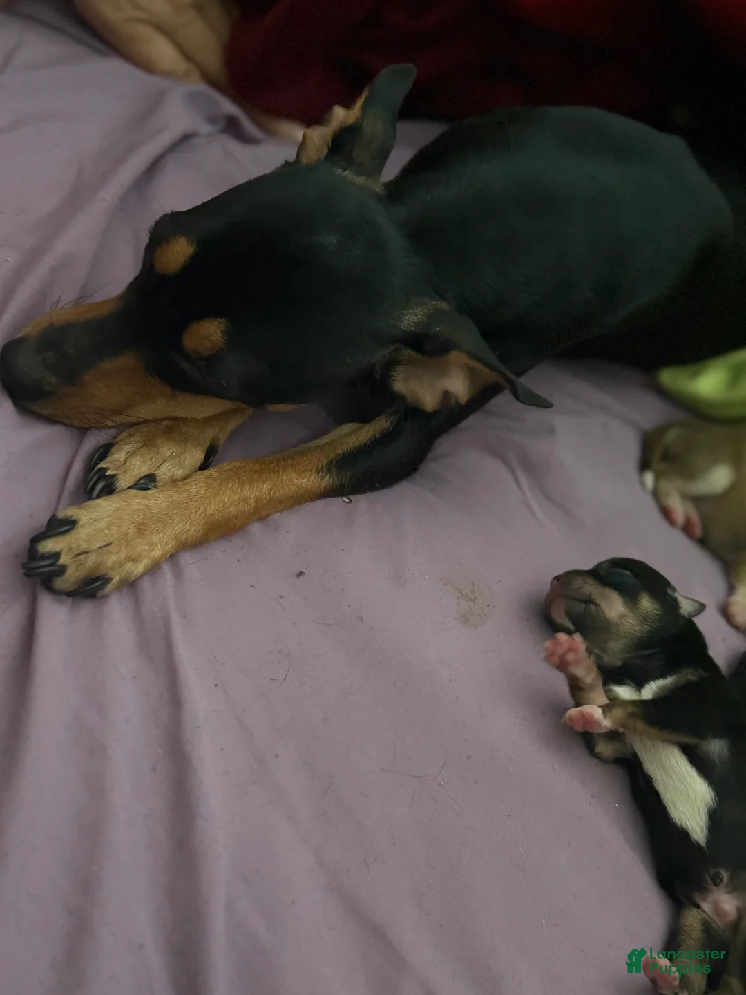 Mixed Breed dogs for sale: Mixed Breed Puppy 2 - Ad 2