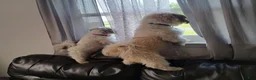 Shih Tzu dogs for sale: 💞 Shih Tzu 💞 - Ad 4
