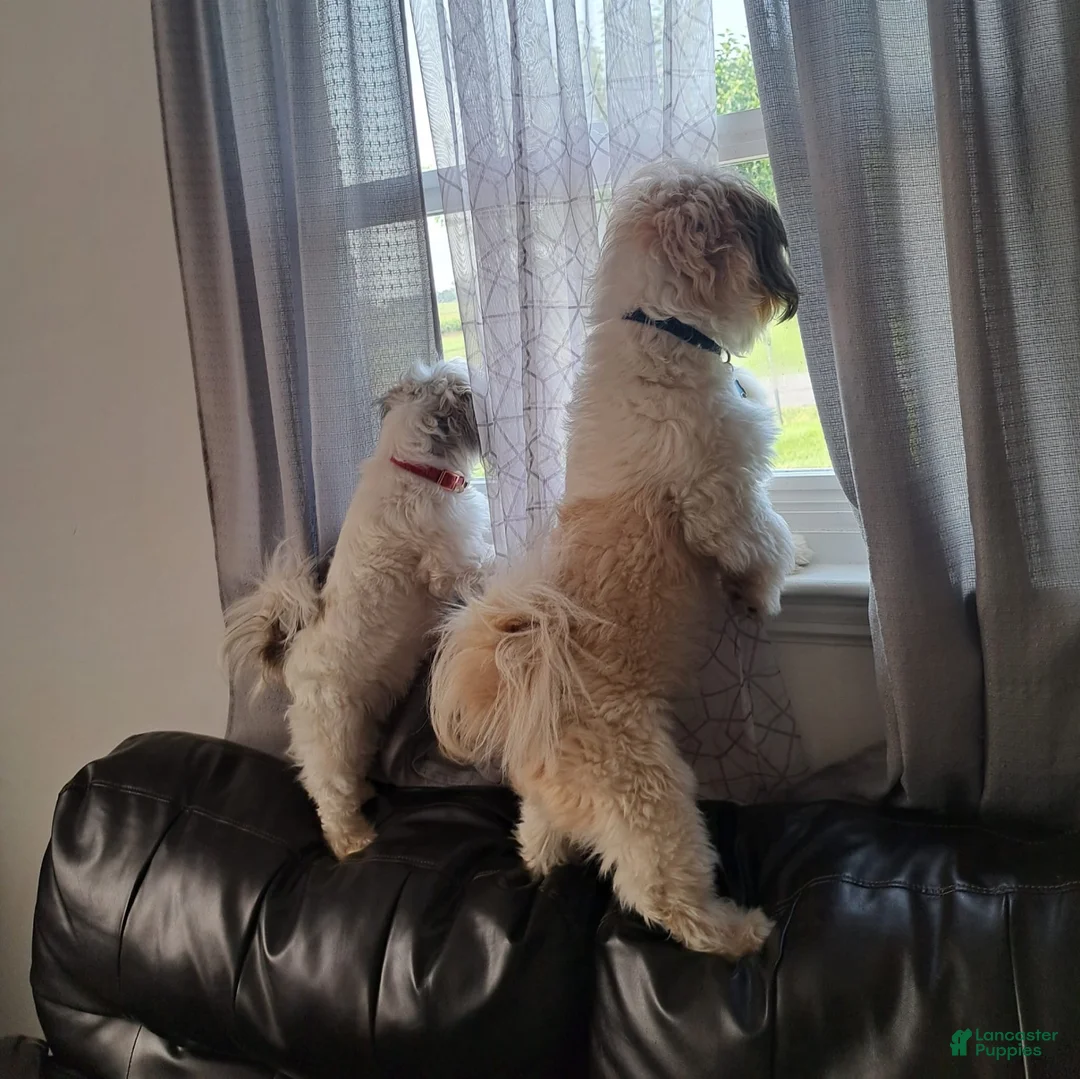 Shih Tzu dogs for sale: 💞 Shih Tzu 💞 - Ad 4
