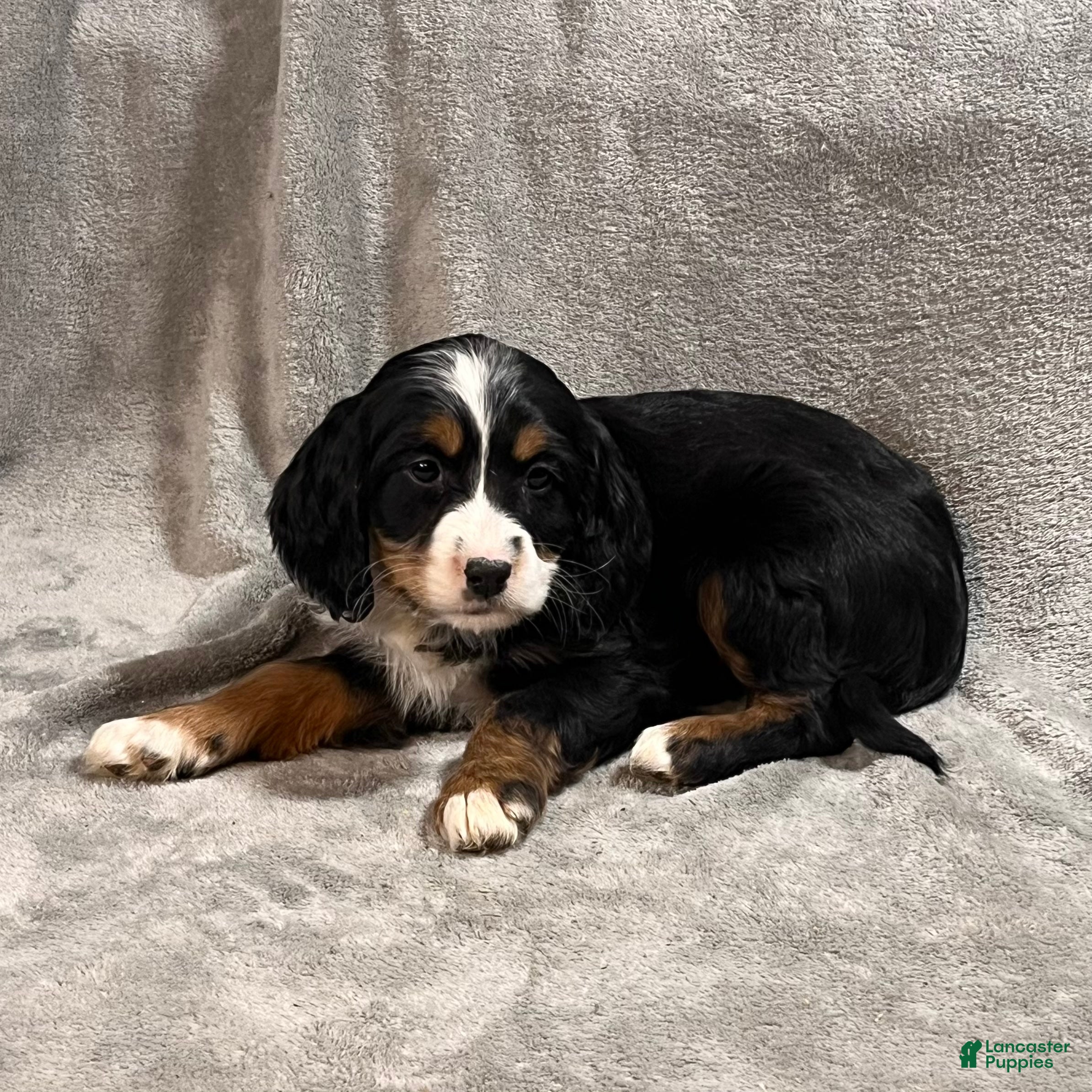 Bernedoodle dogs Ginger - Ad 14