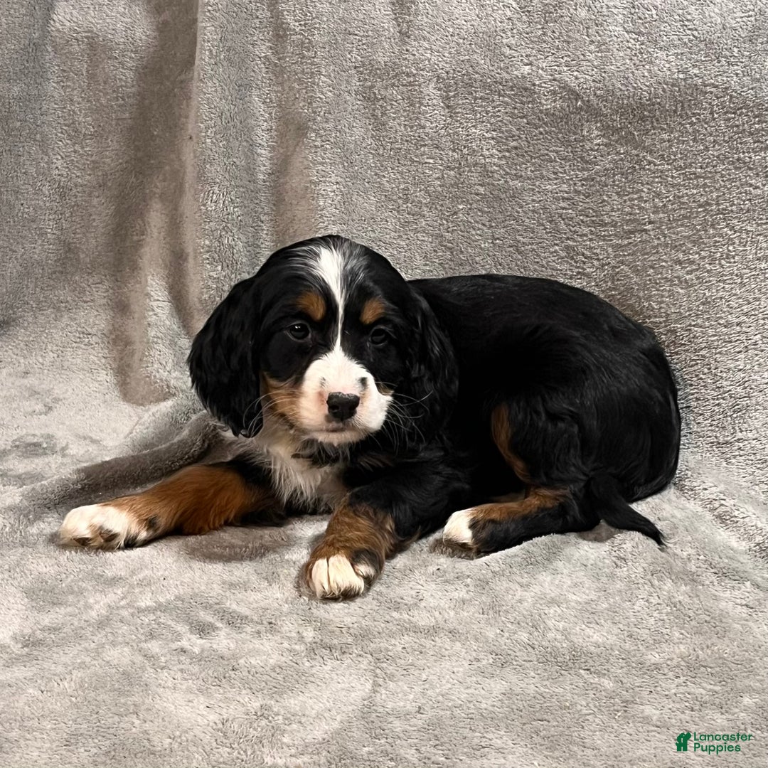 Bernedoodle dogs for sale: Ginger - Ad 1