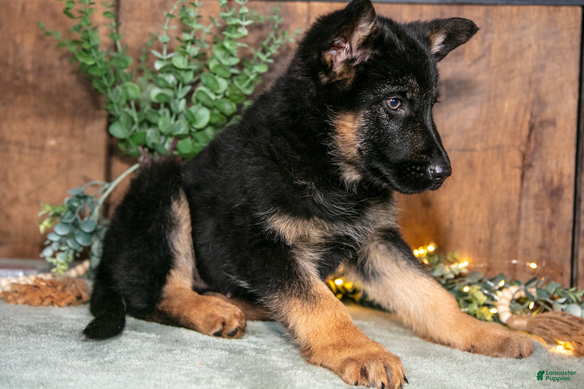 German Shepherd dogs Smokey - Ad 2