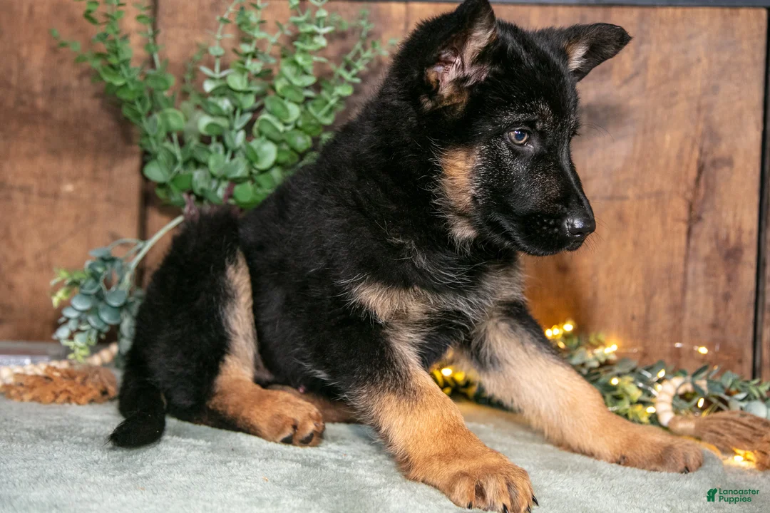 German Shepherd dogs for sale: Smokey - Ad 2