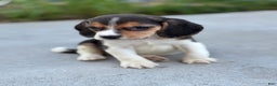 Beagle dogs for sale: Duke - Ad 6