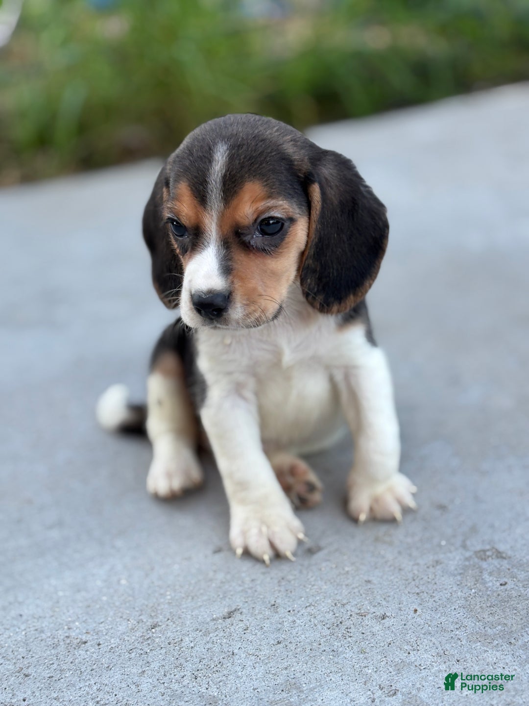Beagle dogs for sale: Duke - Ad 6