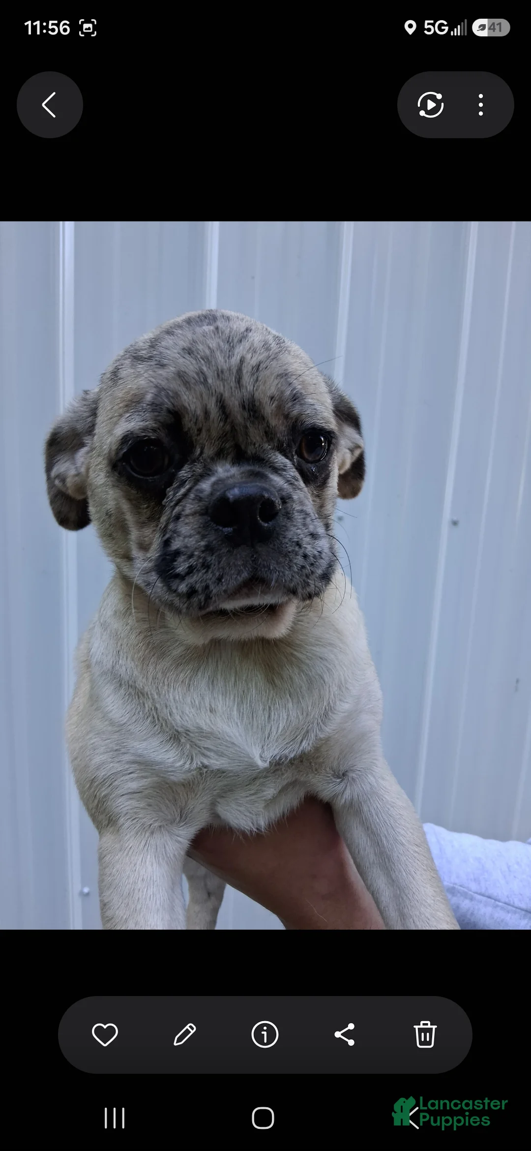 Pug dogs for sale: Karly - Ad 1
