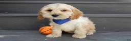 Cockapoo dogs for sale: Shawn - Ad 7