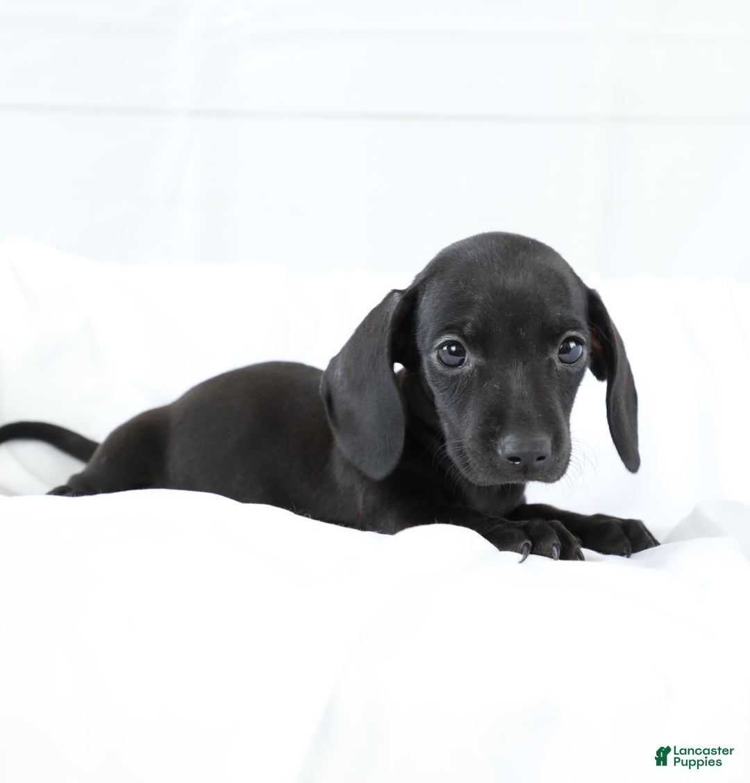 Miniature Dachshund dogs for sale: Dory - Ad 3