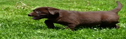 Labrador Retriever dogs for sale: Libby - Ad 5