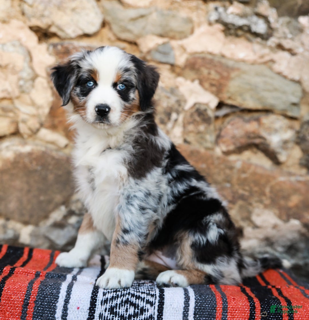 Chi Australian Shepherd Puppies for sale Lancaster Puppies