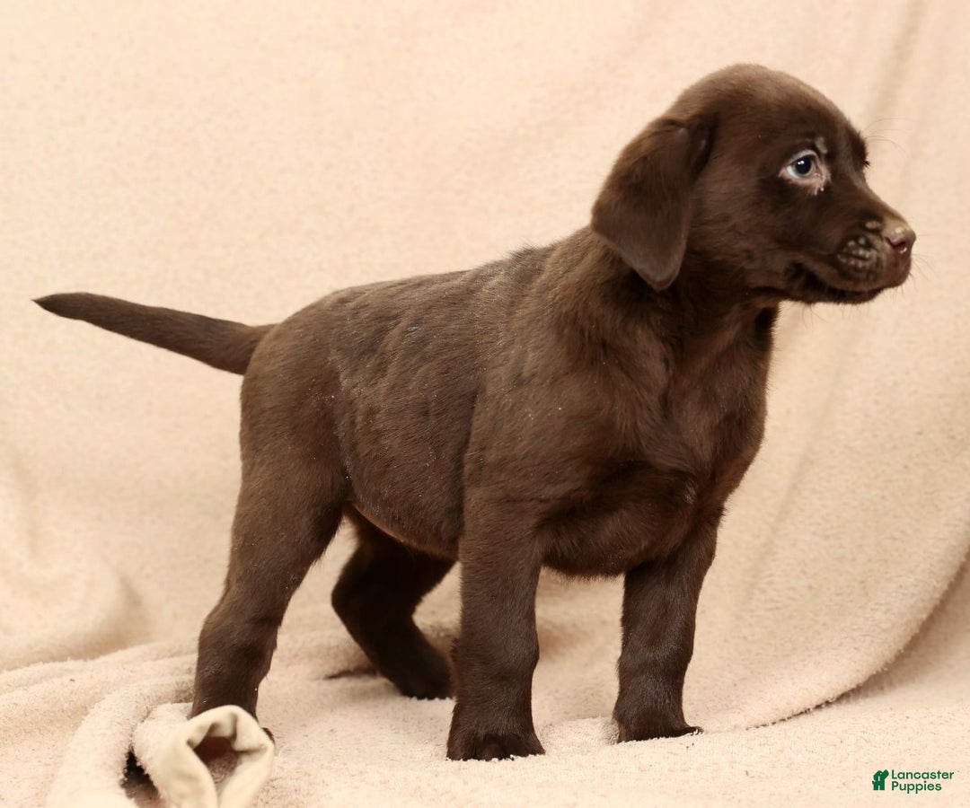Labrador Retriever dogs for sale: Molly - Ad 4