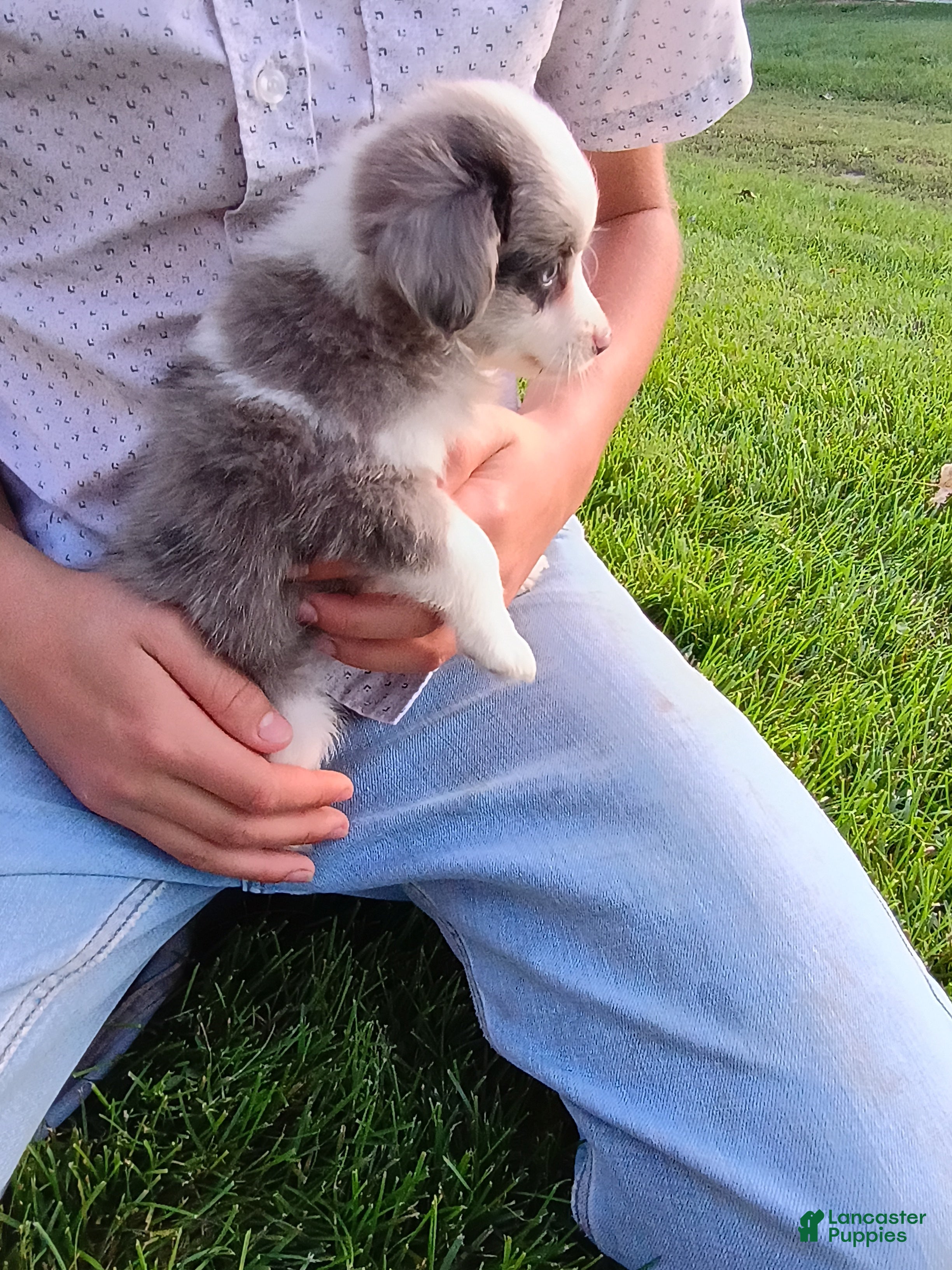 Mini Aussiedoodle dogs Misty - Ad 2