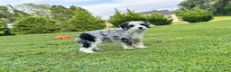 Mini Bernedoodle dogs for sale: 🏝️ 🌊 CABANA 🌊 🏝️  - Ad 6