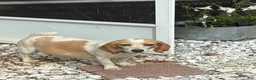 Beagle dogs for sale: Beagle 2 - Ad 2
