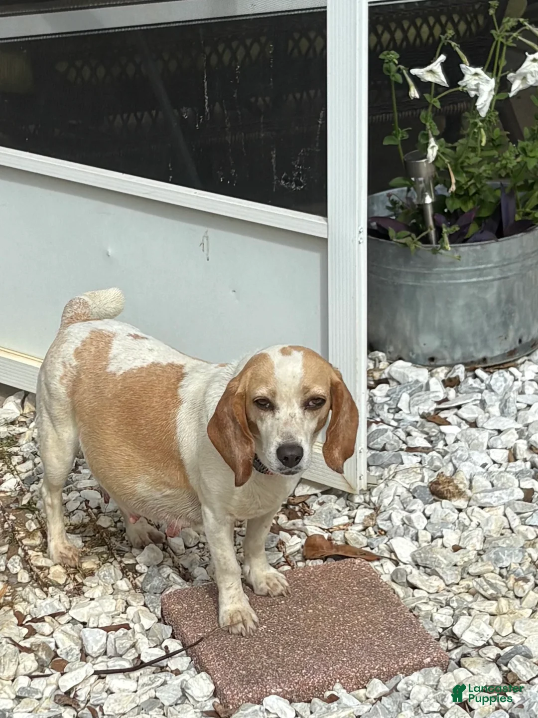 Beagle dogs for sale: Beagle 2 - Ad 2