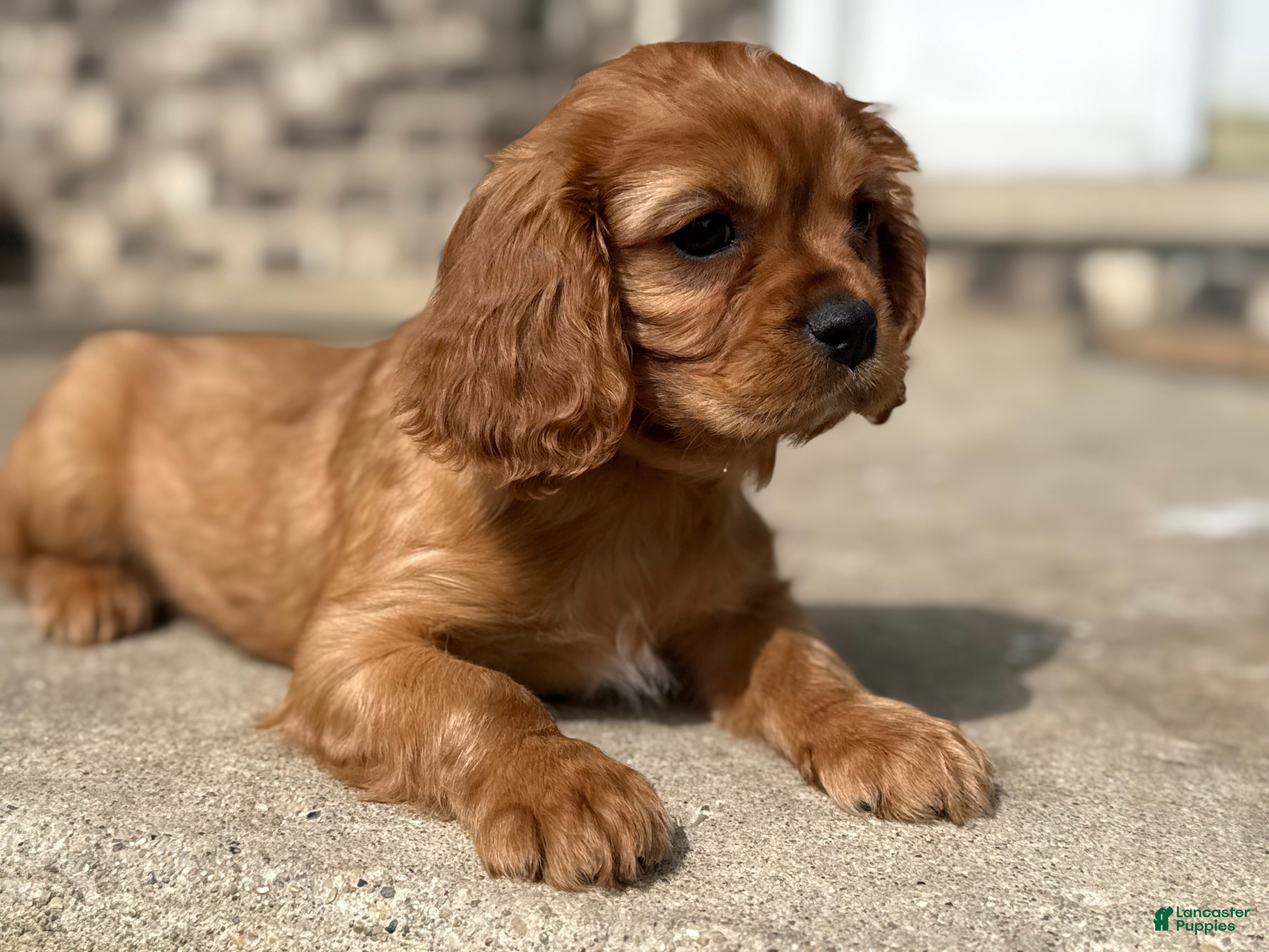 Cavalier King Charles Spaniel dogs Cavalier King Charles Spaniel 1 - Ad 2