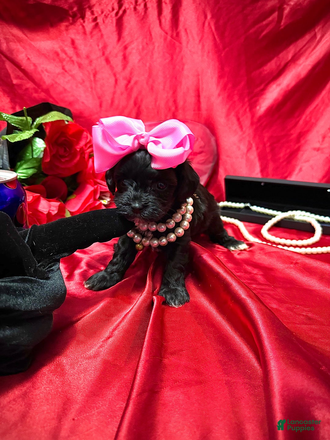 Yorkiepoo dogs for sale: Raisinette  - Ad 12