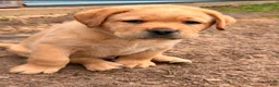 Labrador Retriever dogs for sale: Light Green Collar - Ad 3