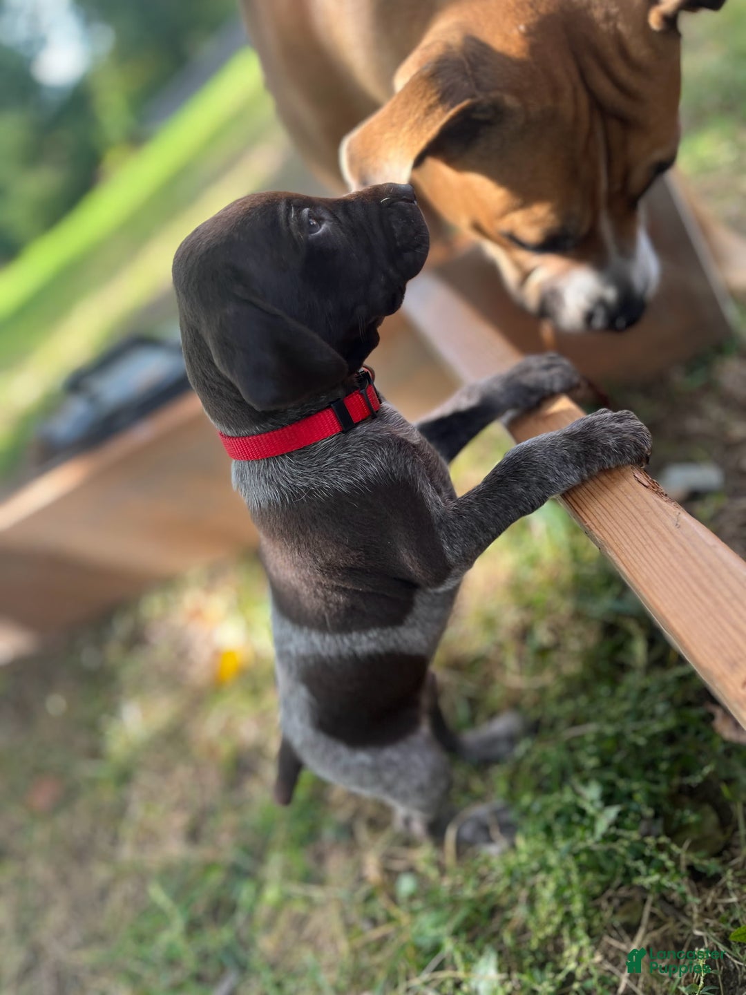 Pointer Puppy German Shorthaired Pointer Collar German Shorthaired