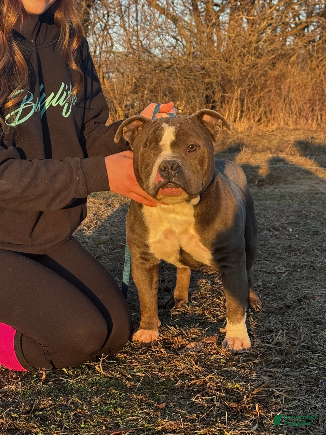 American Bully dogs for sale: American Bully Male- Baloo  - Ad 2