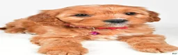 Cavapoo dogs for sale: Kylie - Ad 7