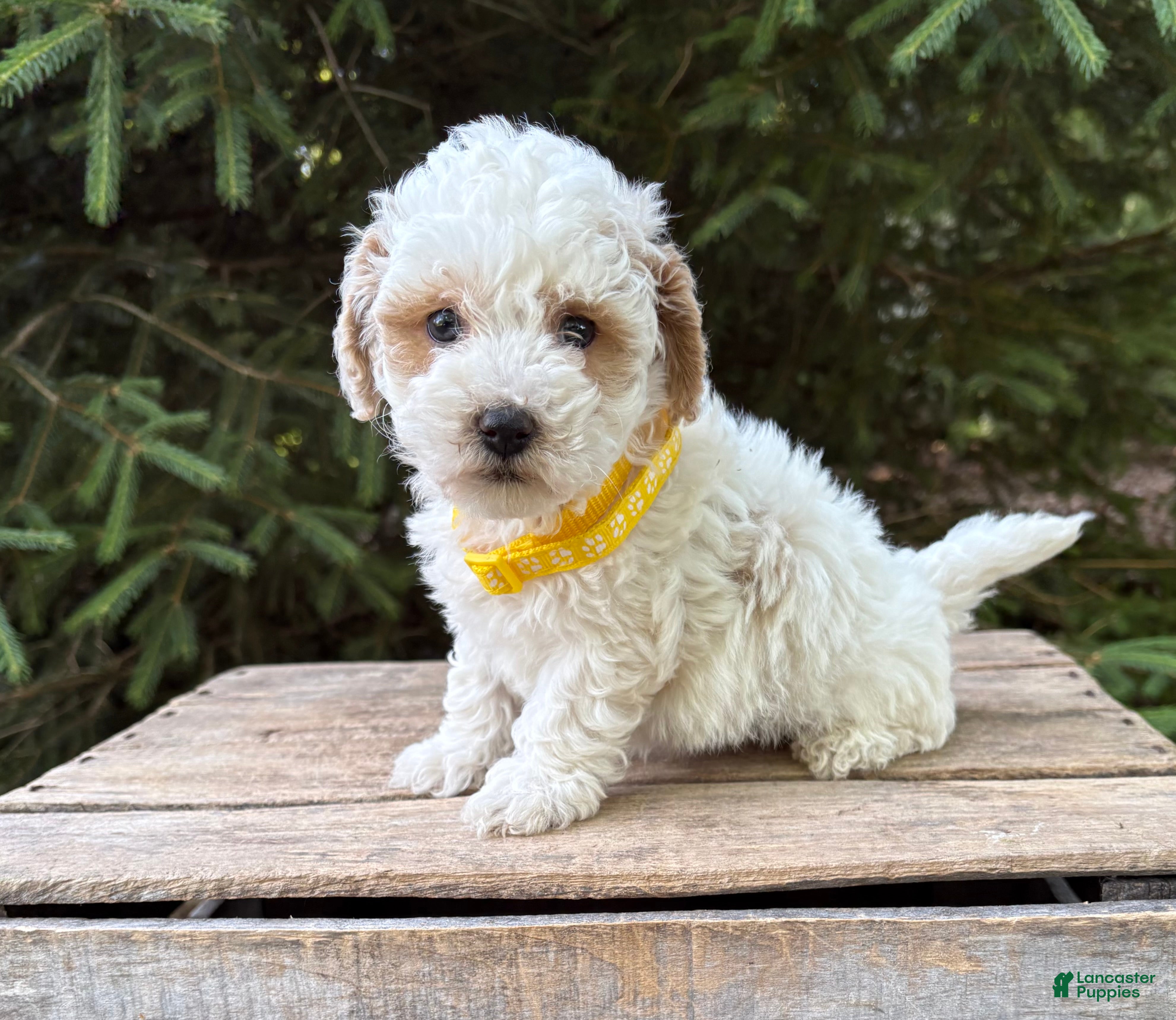 Havapoo dogs Arlo - Ad 2