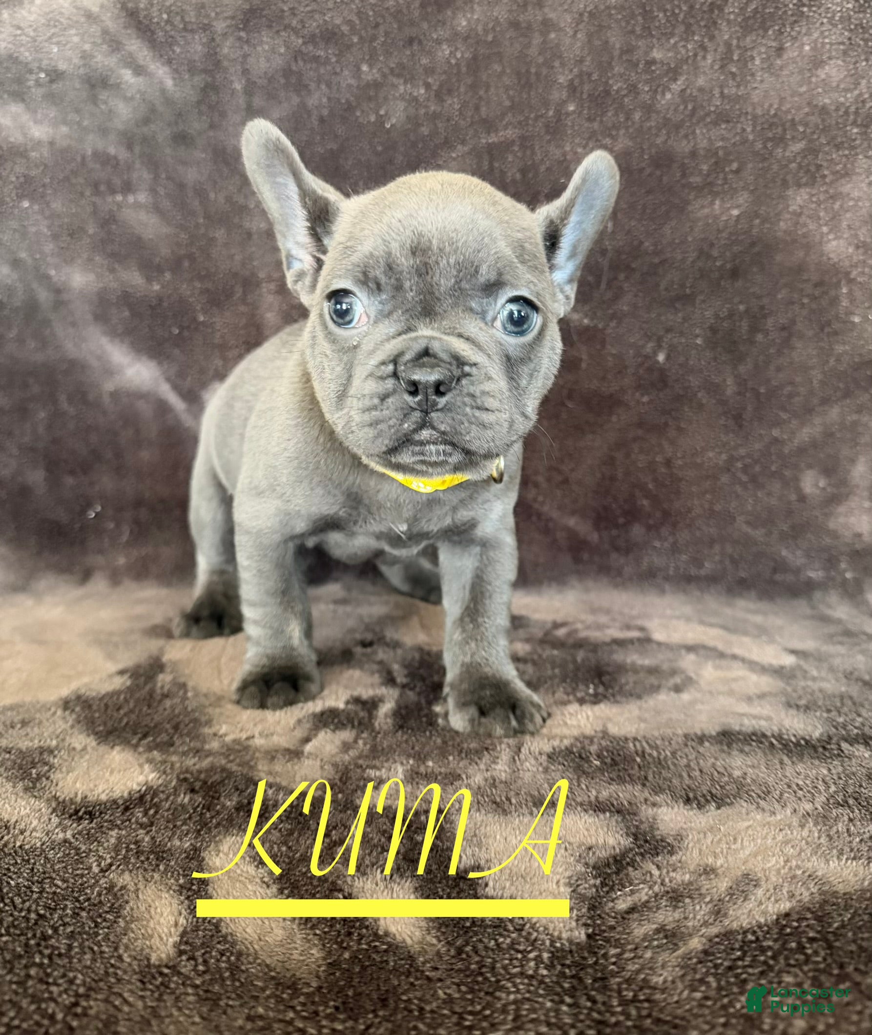 French Bulldog dogs French Bulldog 3 - Ad 1