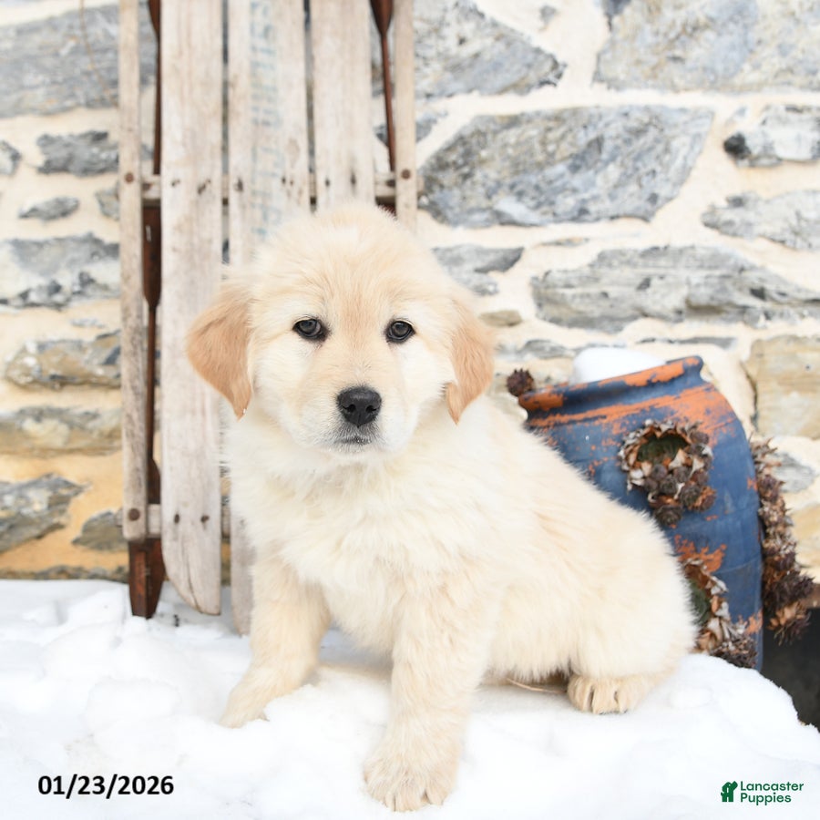 Mixed Breed dogs Caramel - Ad 2