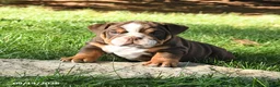 English Bulldog dogs for sale: Dreamer - Ad 5