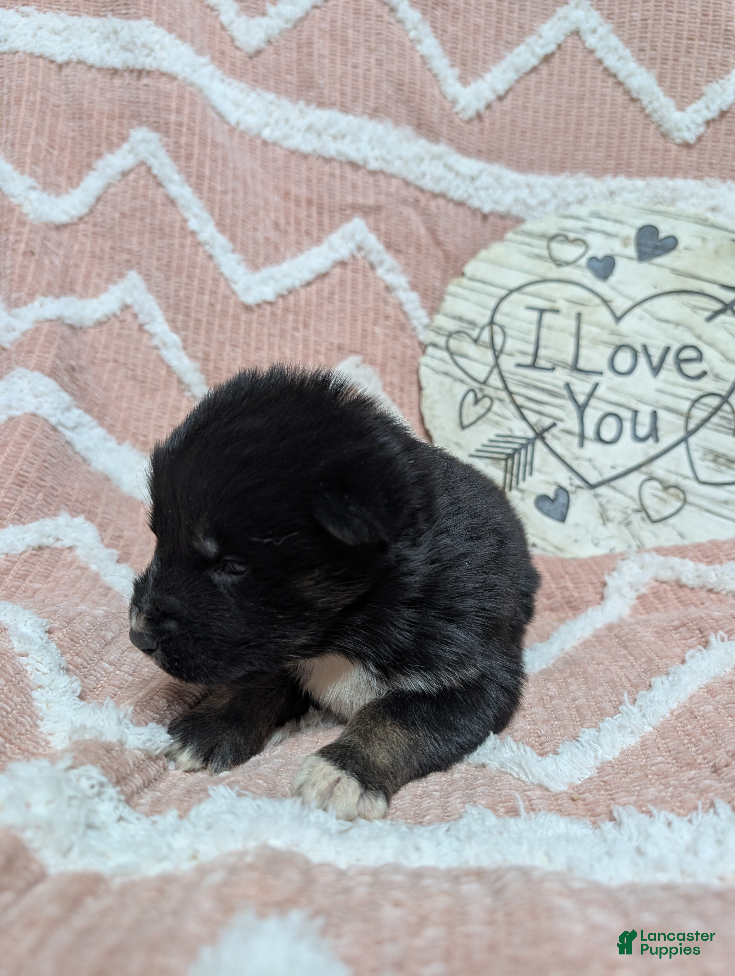 Gerberian Shepsky dogs Casper - Ad 2