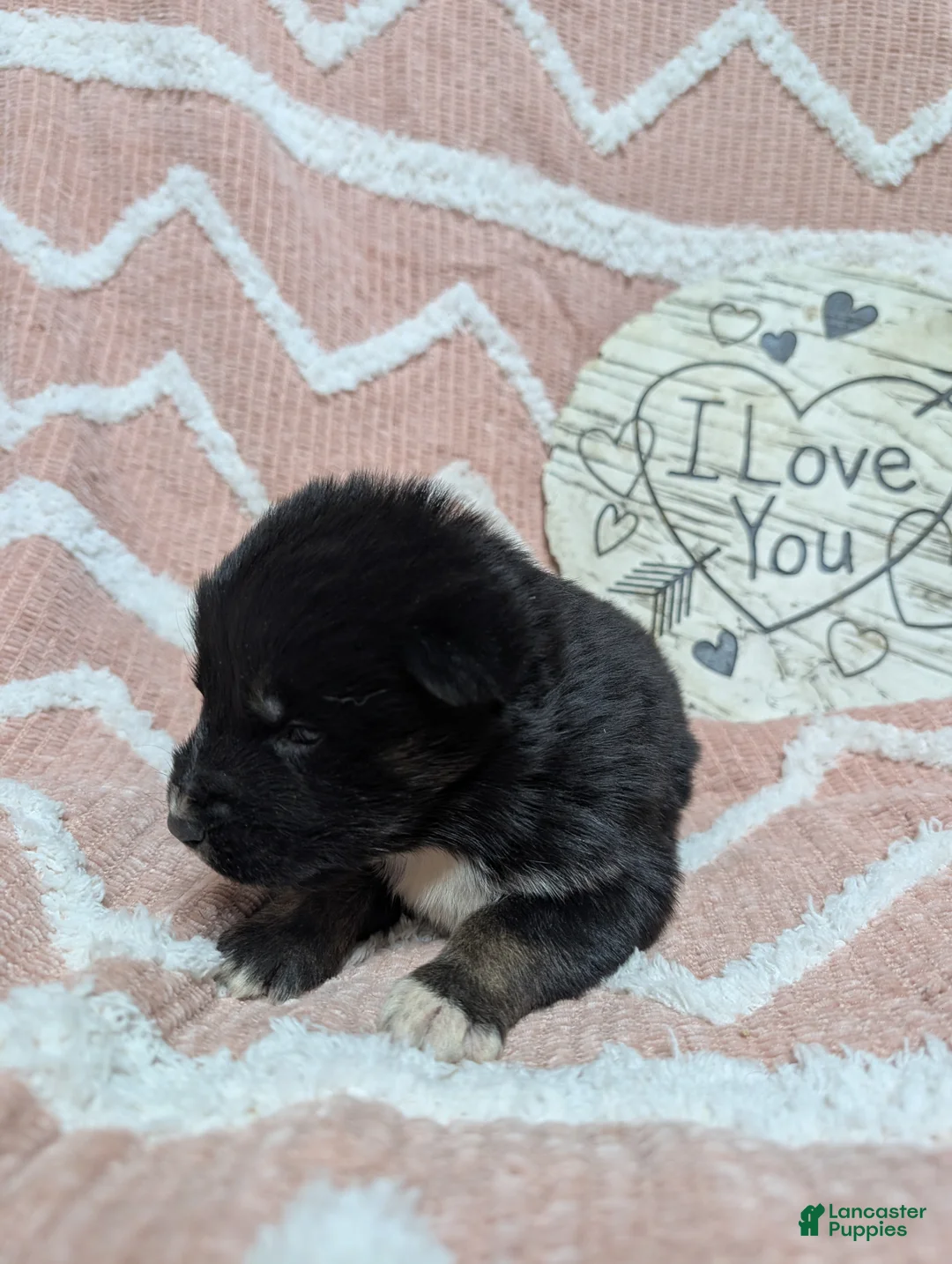 Gerberian Shepsky dogs for sale: Casper - Ad 2