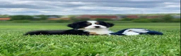 Bernese Mountain Dog dogs for sale: Elvis - Ad 1