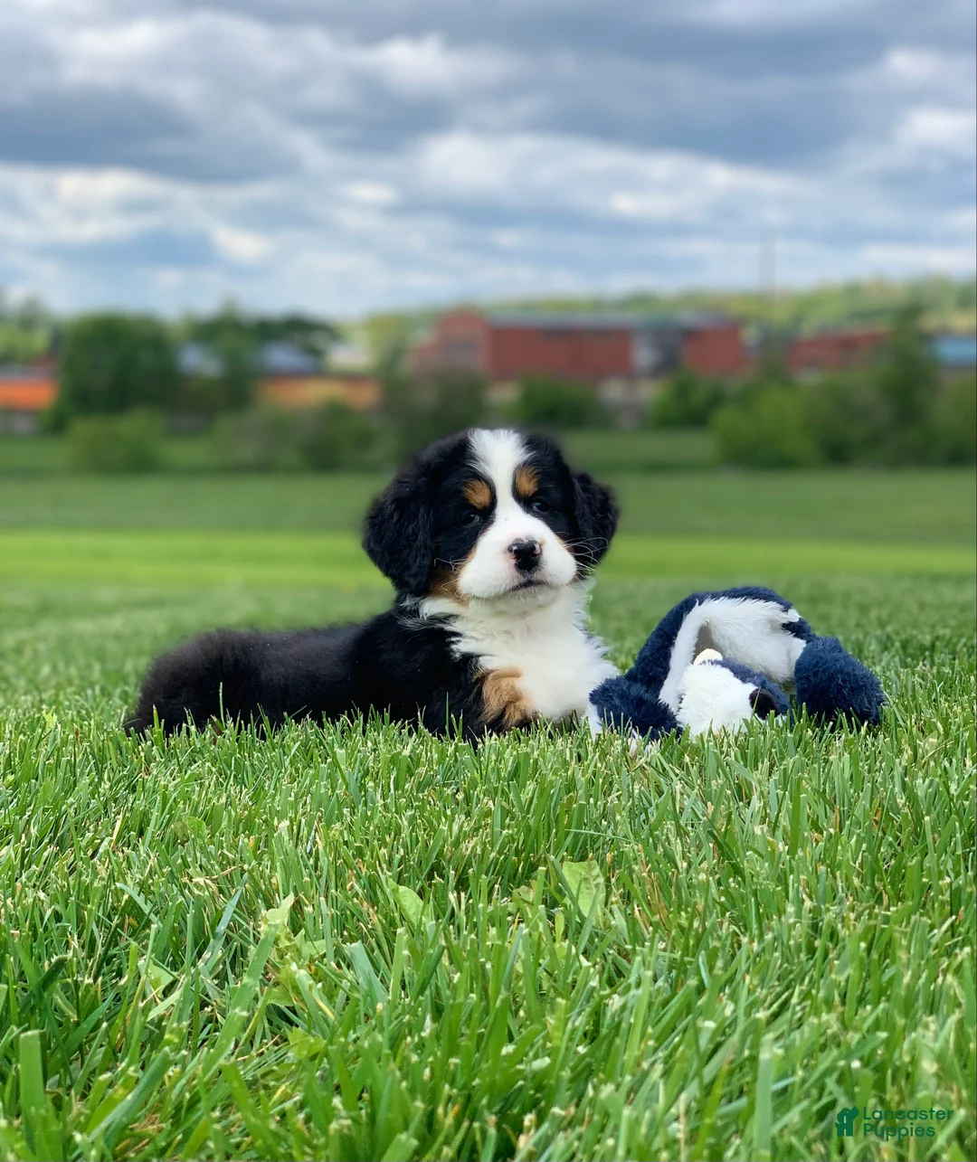 Bernese Mountain Dog dogs for sale: Elvis - Ad 1