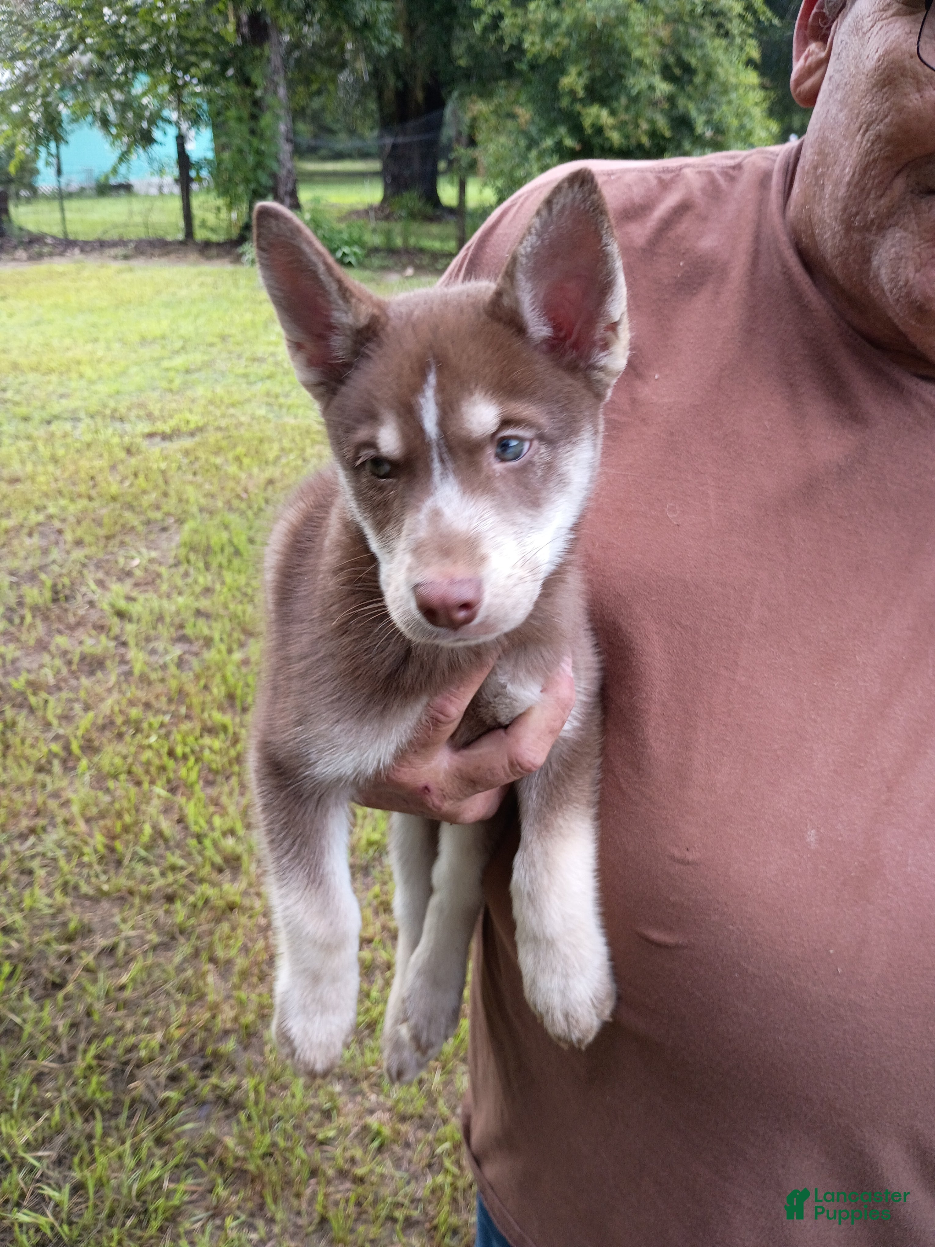 Siberian Husky dogs Red Collar 4th Born - Temp Name is Ruby - Ad 22