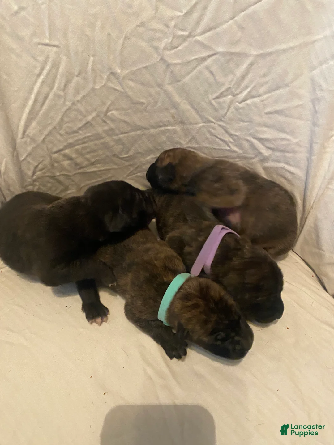 English Mastiff dogs for sale: English Mastiff 3 - Ad 1
