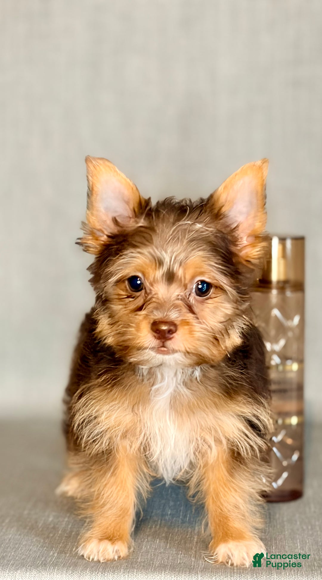 Yorkshire Terrier dogs for sale: Jewel *GET NOW* PAY LATER* - Ad 8