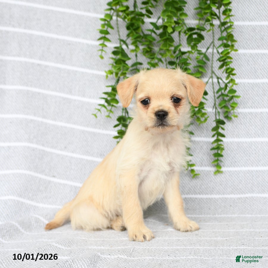 Mixed Breed dogs Tori - Ad 2